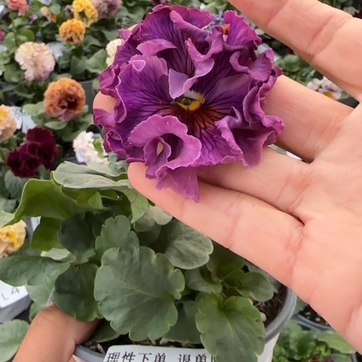 无花朵 L417小苗默认苗晃零下5勿拍