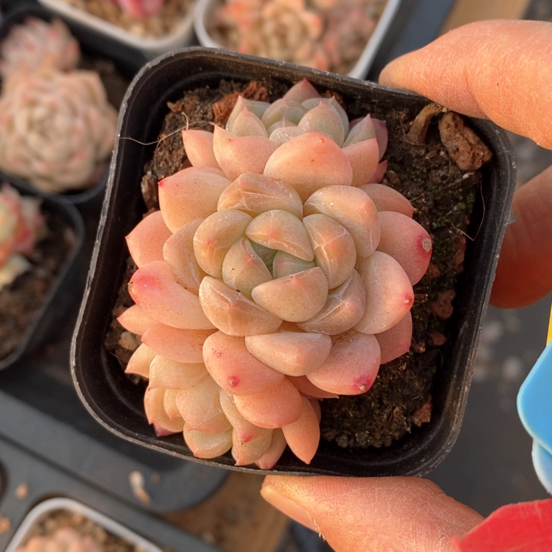 精品多肉一物一拍不包整86