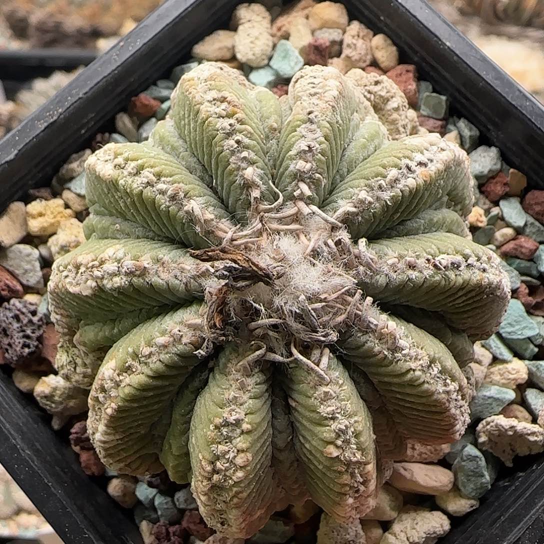 老花龙仙人球 111111111111111