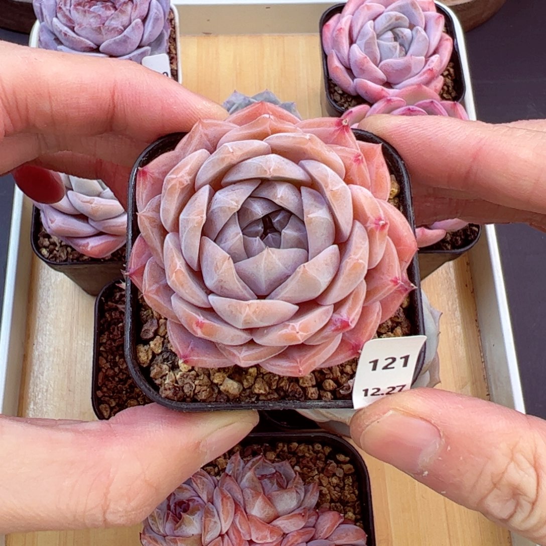 好好看121、哈哈哈哈