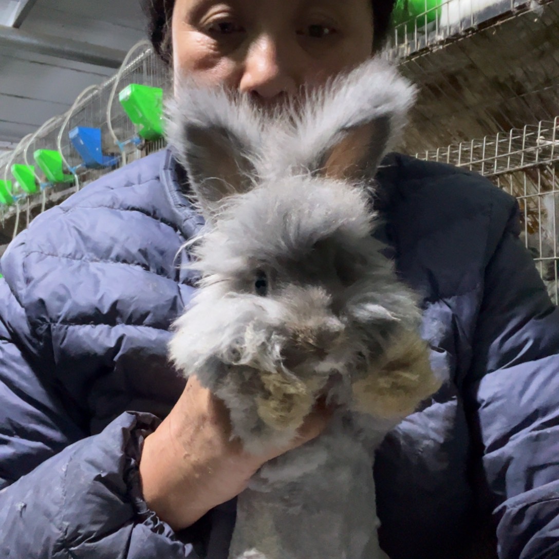 英系安哥拉宠物兔