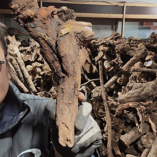 香榧木春**意火琉璃的毛料摆件