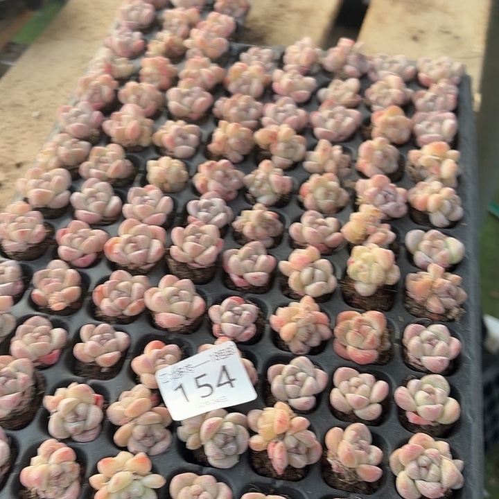 土***豆154 号到手1框一物一拍