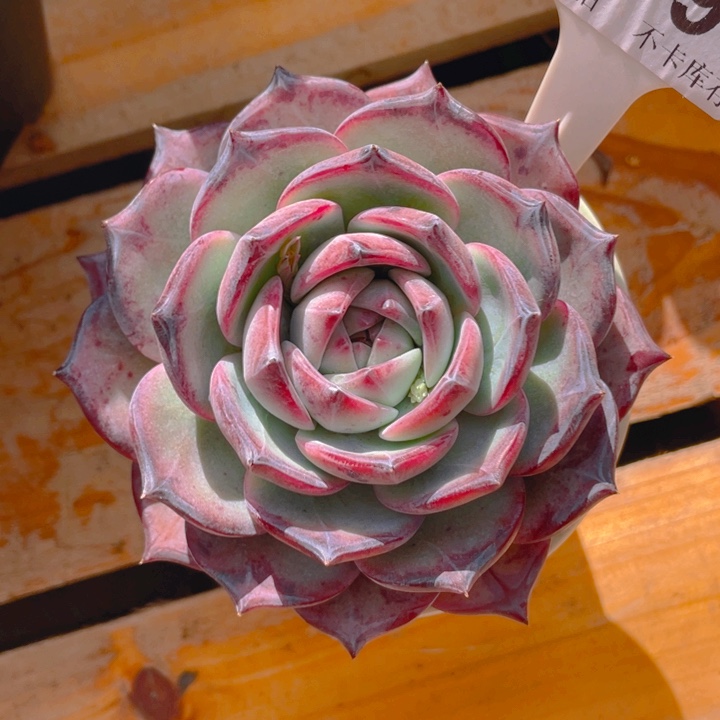 维**寻谢谢你的支持00000209