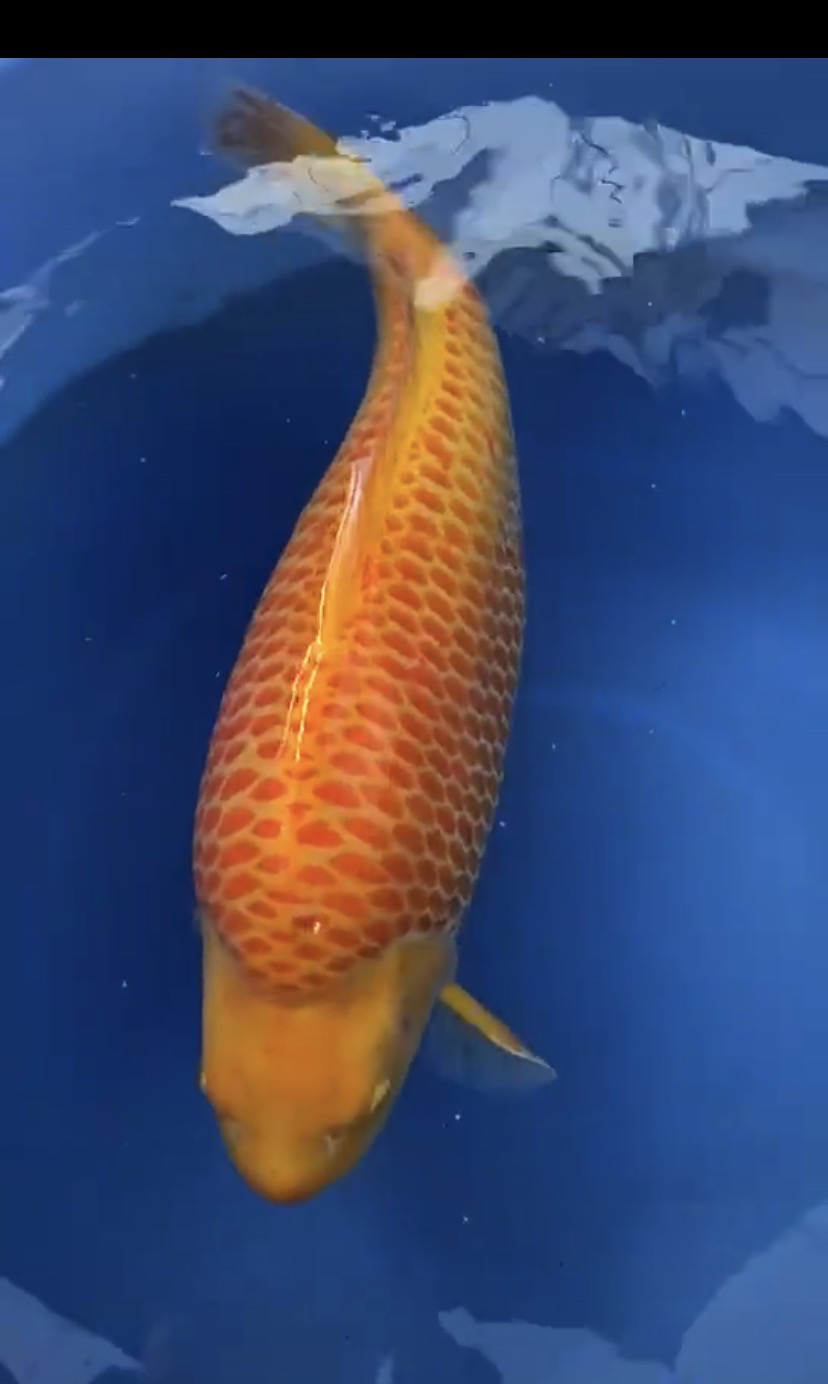 大日黄猿介子，55到60公分左右进口保证  包母包活不包邮