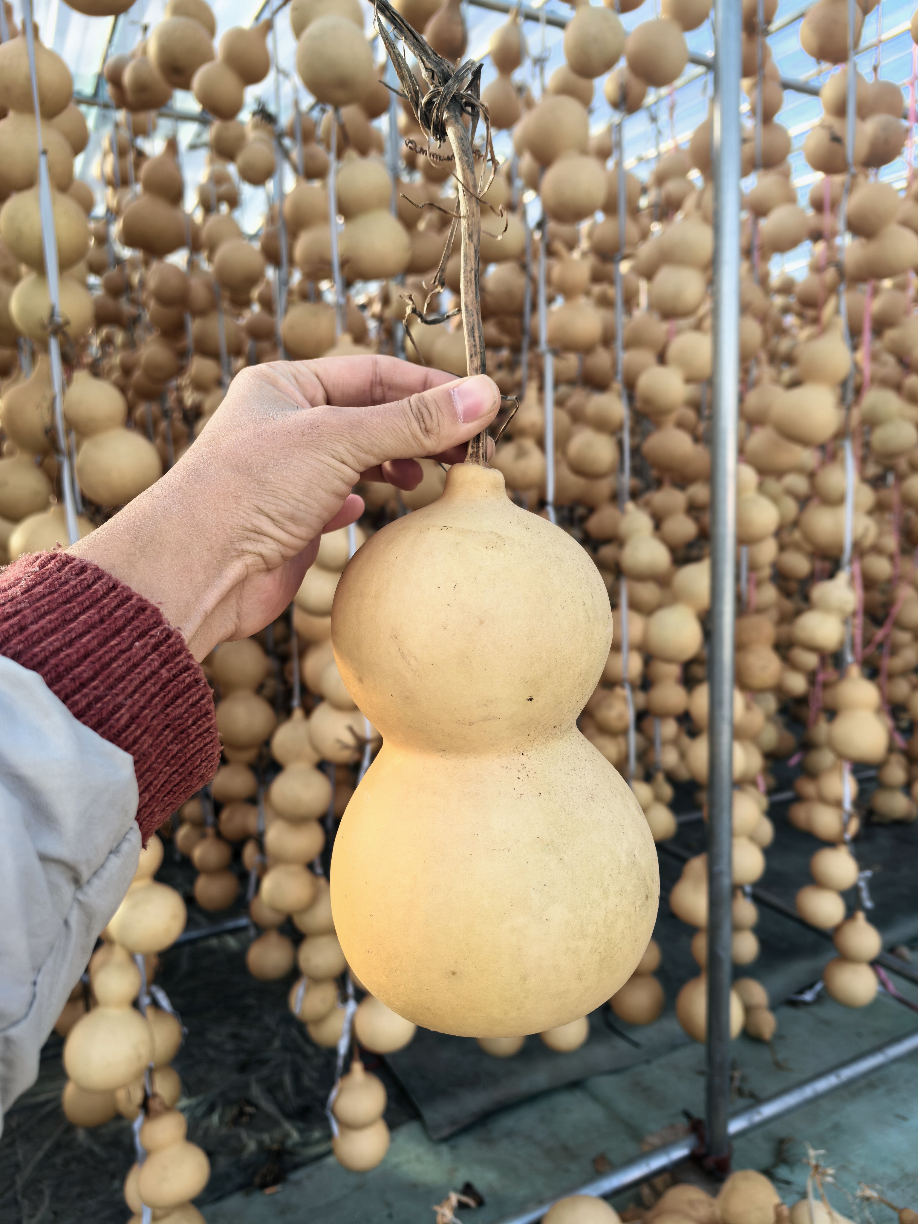 90后新人开播 检漏 一物一拍 天然八宝葫芦 胖墩儿 奶嘴