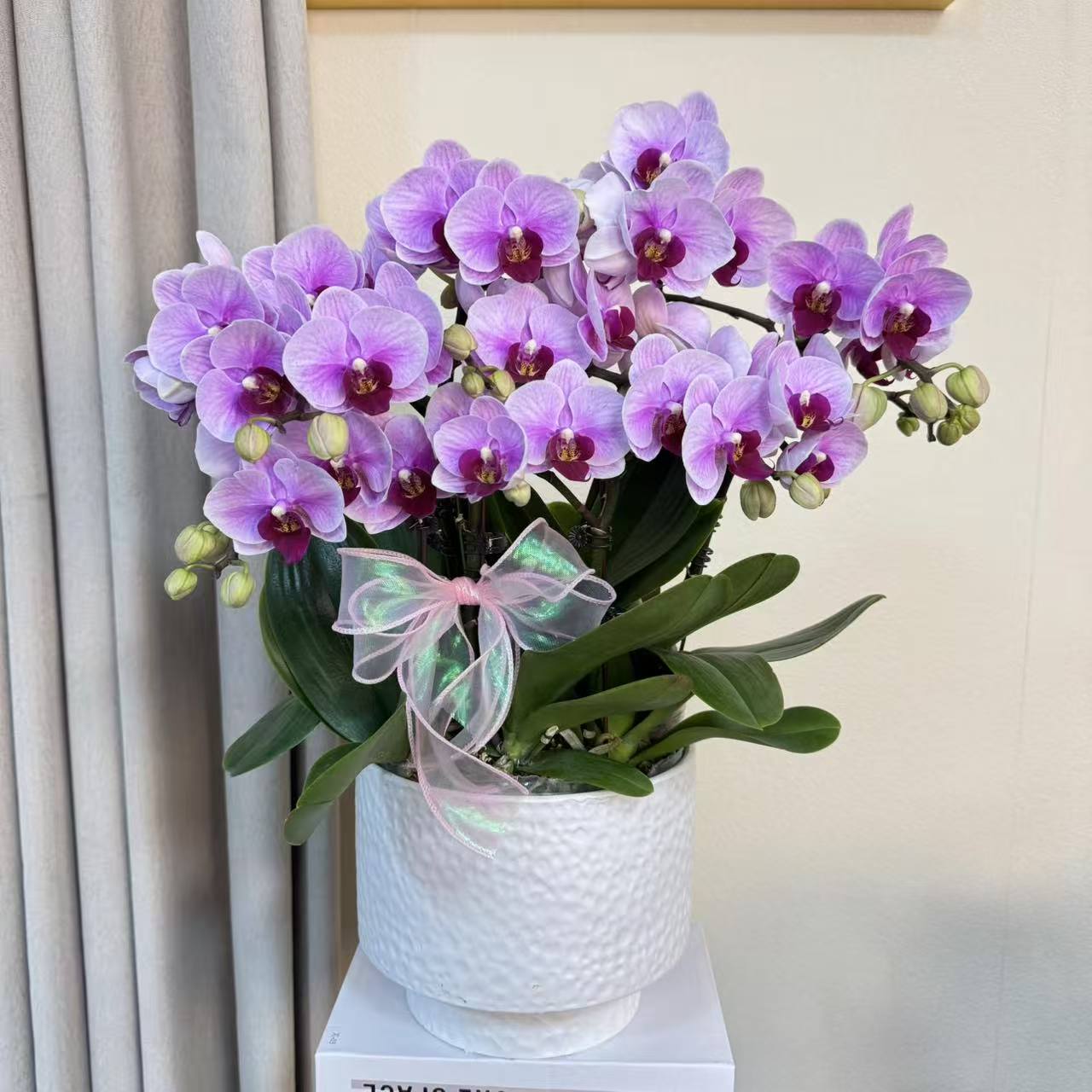 南园《宝贝》蝴蝶兰欧品粉色系 蜡质花 耐冷耐寒 冬季好养花期长~