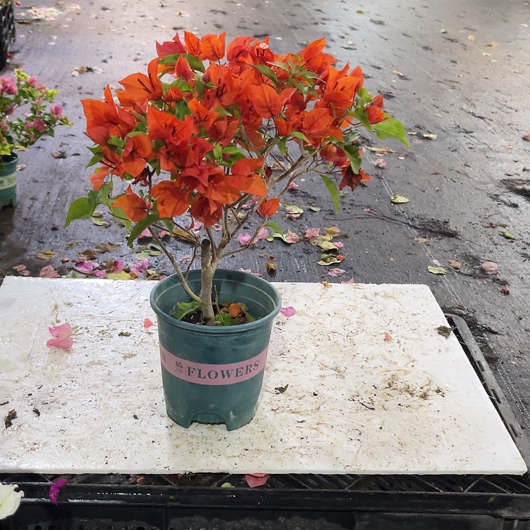 完全开放红桑巴掌中宝一颗