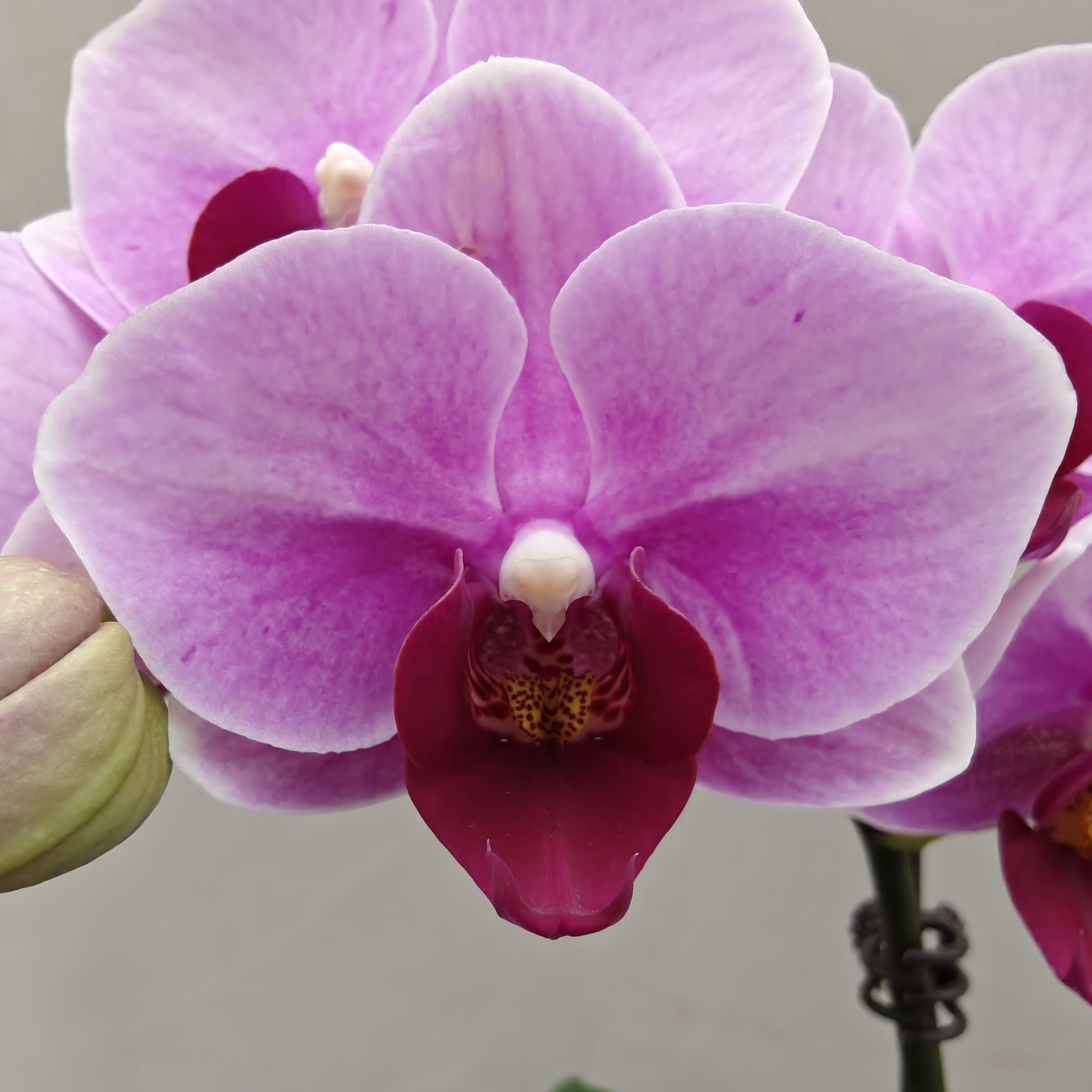 （宝贝）蝴蝶兰 花期长 拍3颗以上组盆