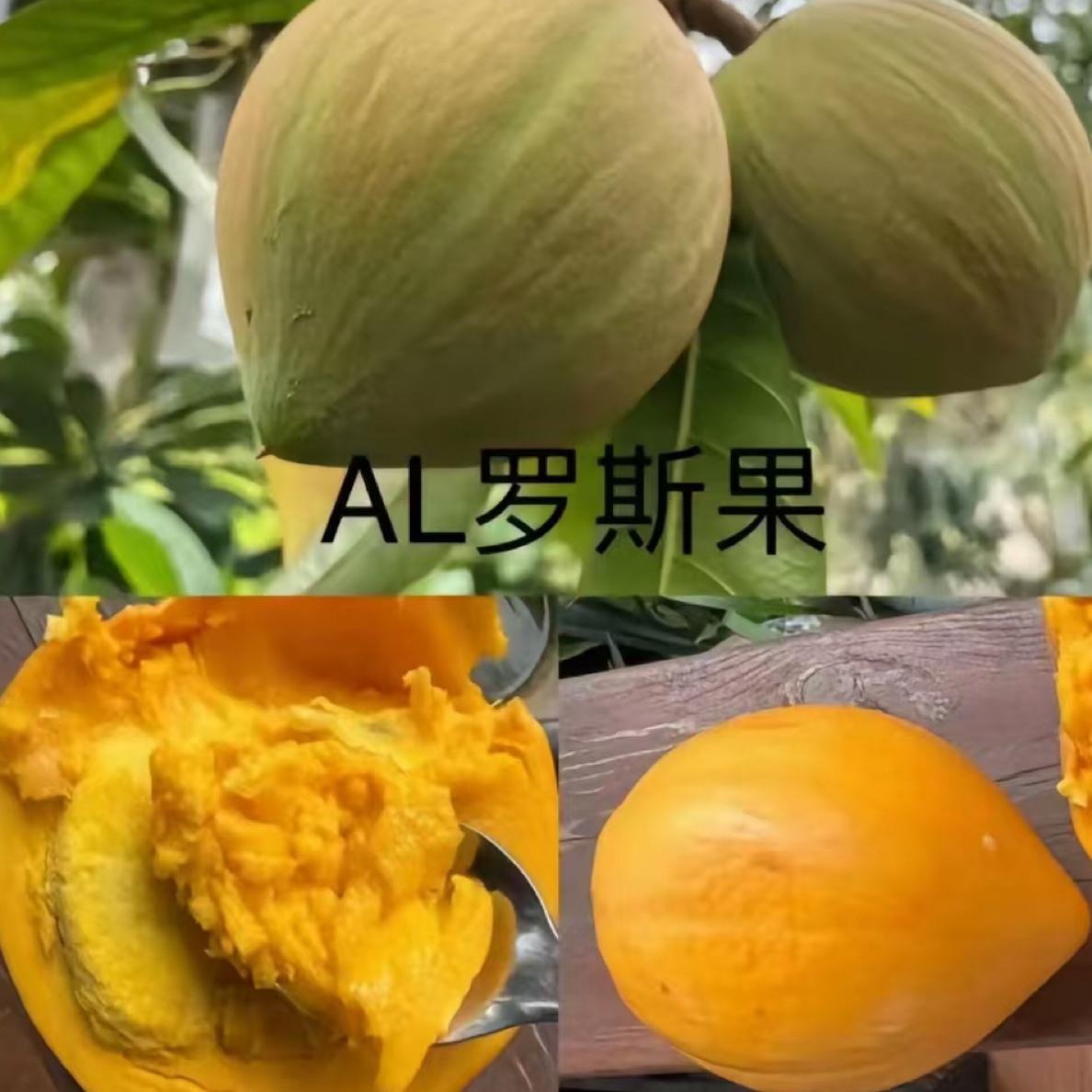 [AL罗斯果苗]鸡蛋果四季品种，榴莲口感。
