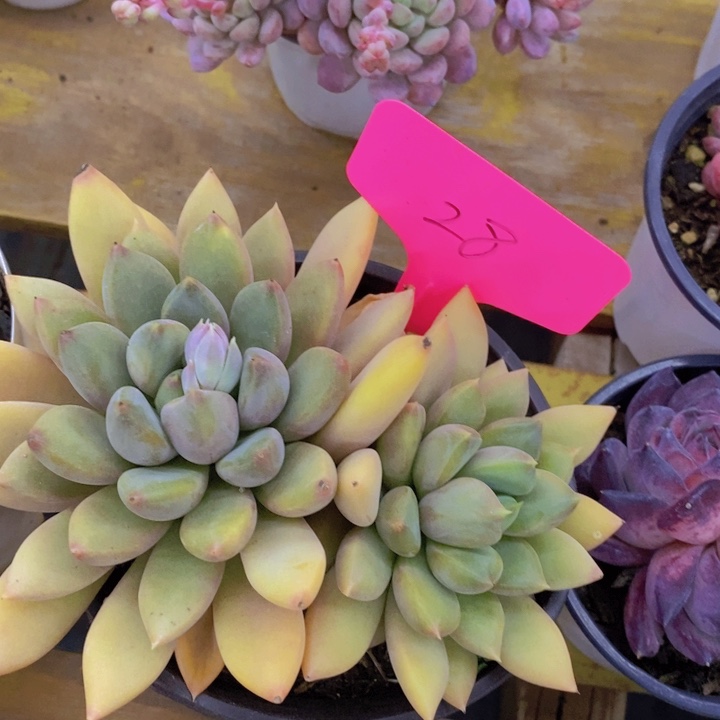 多肉植物，开心多肉