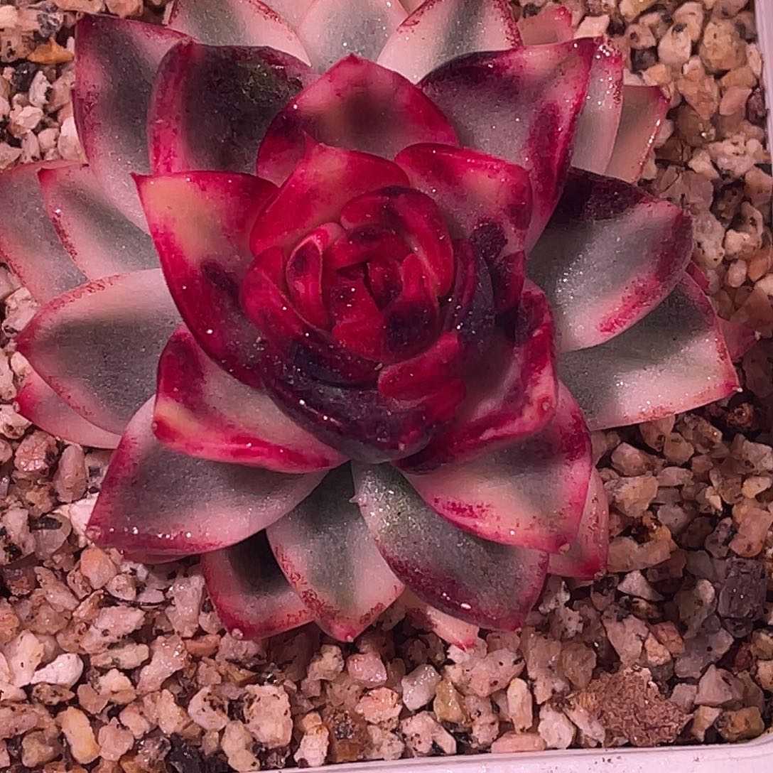 尚品园艺福利锦黑水晶女王