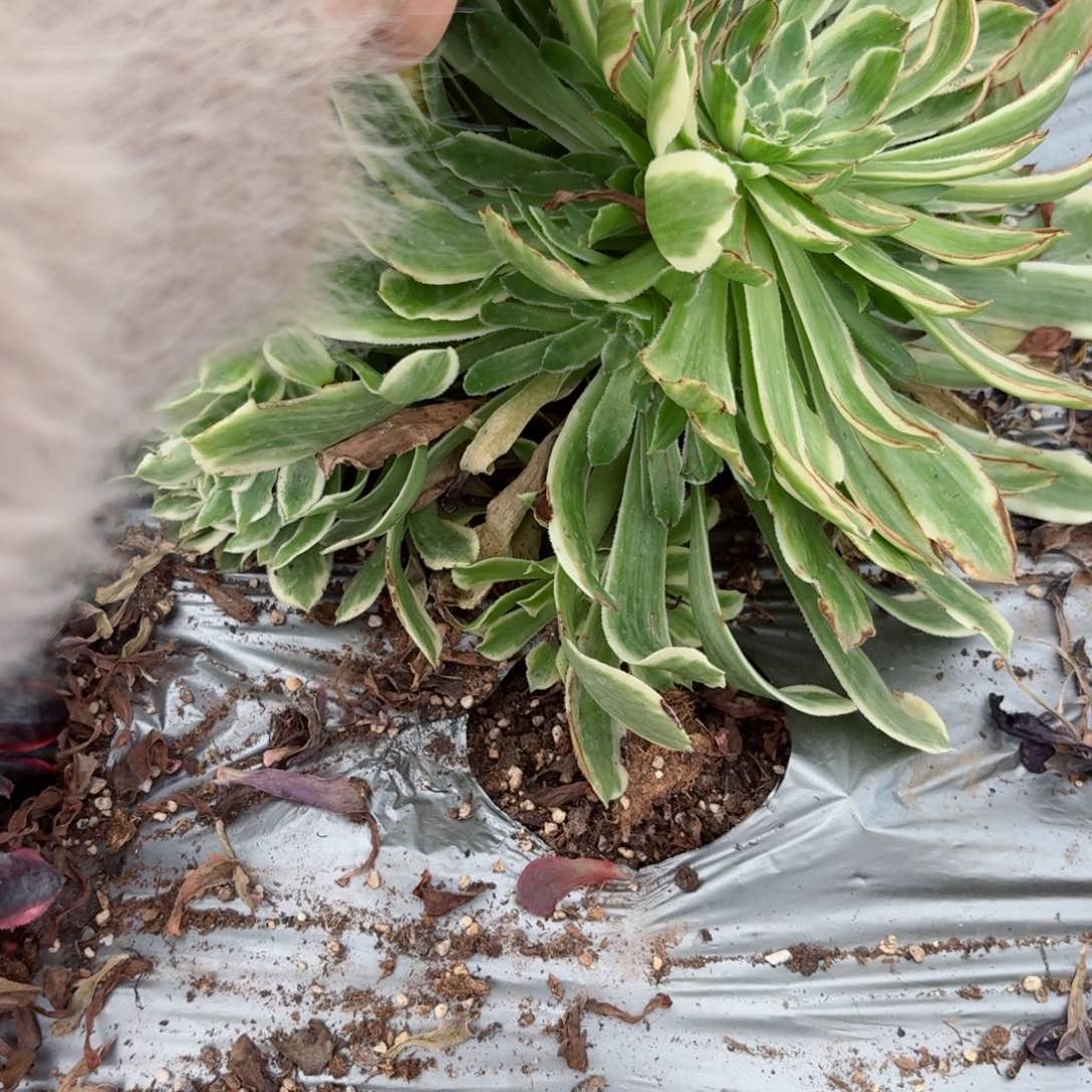 嗯8782 号多肉法师特价