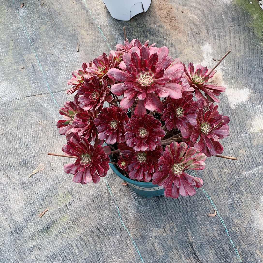 【闪购商品】a*黑牡丹，多肉