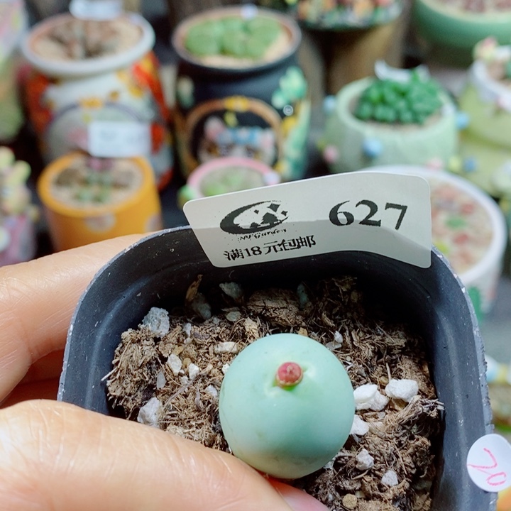 生石花花花花花花627