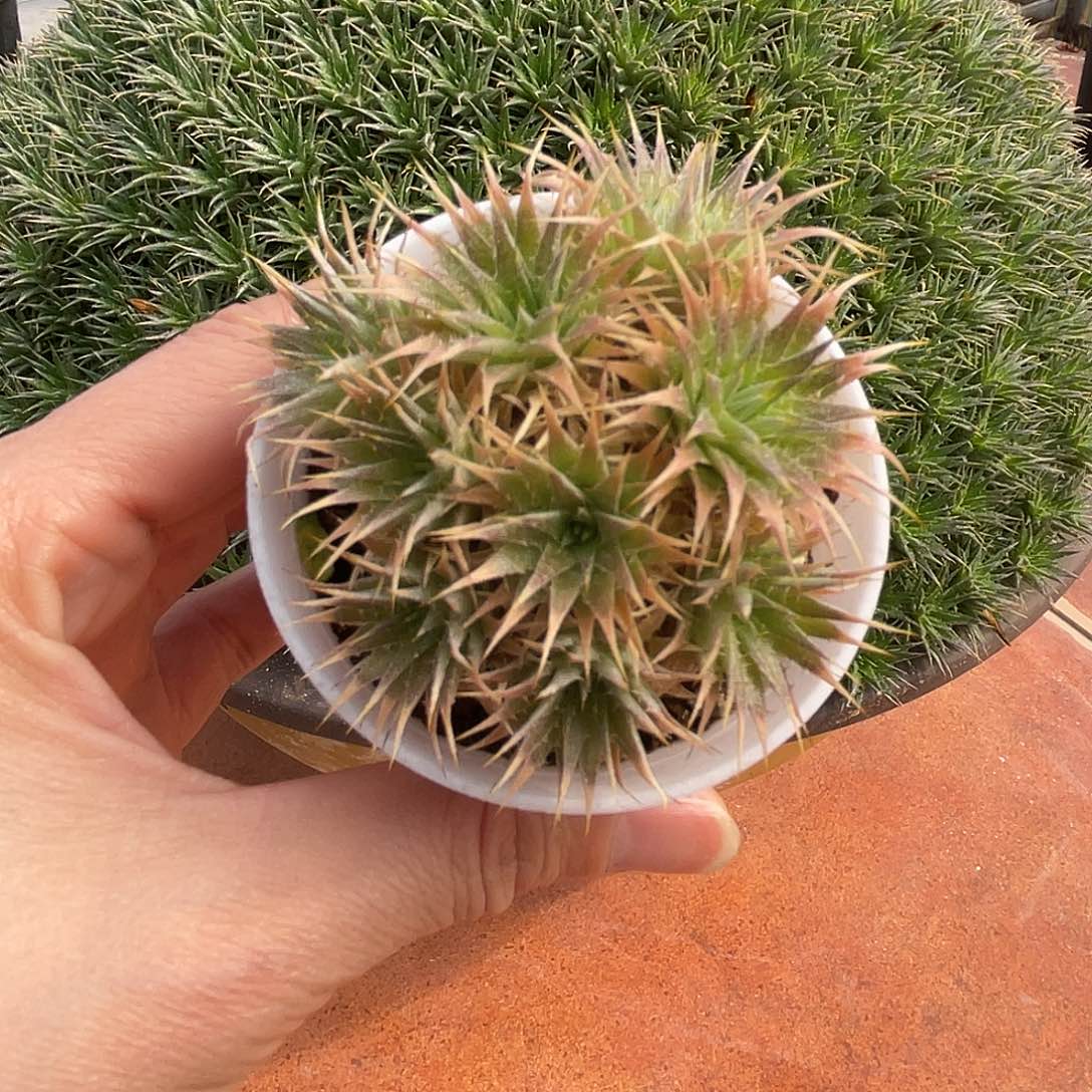 玻利维亚沙漠凤梨带盆