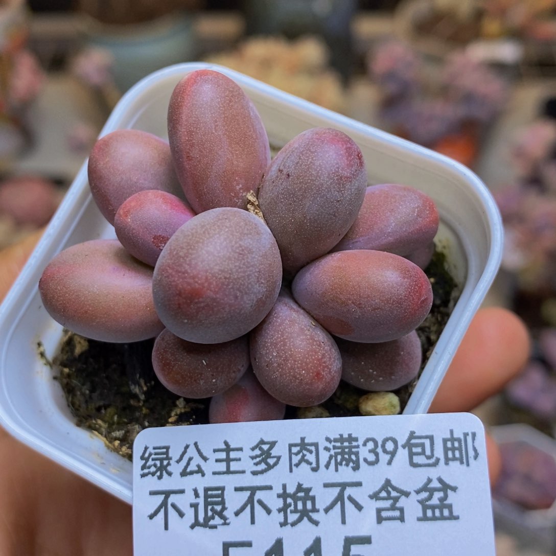 115糖果美人多肉3cm