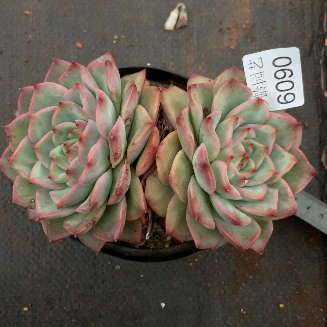 (****)6090杂交精品基地14厘米