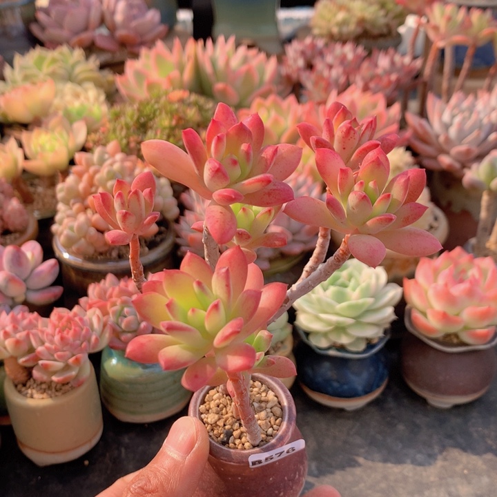 一物一拍满38包邮 B576