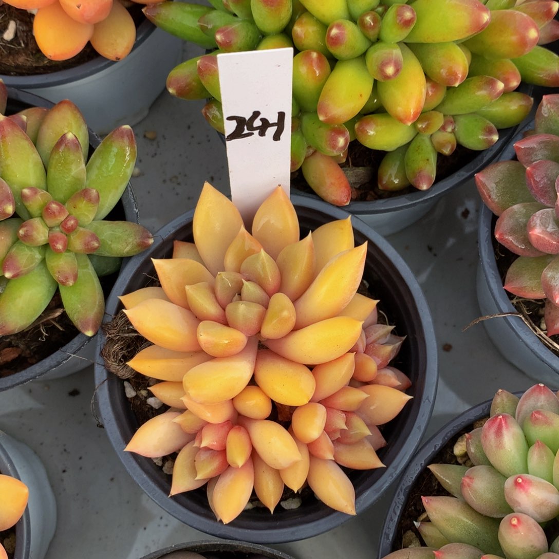 红象牙6262626267272