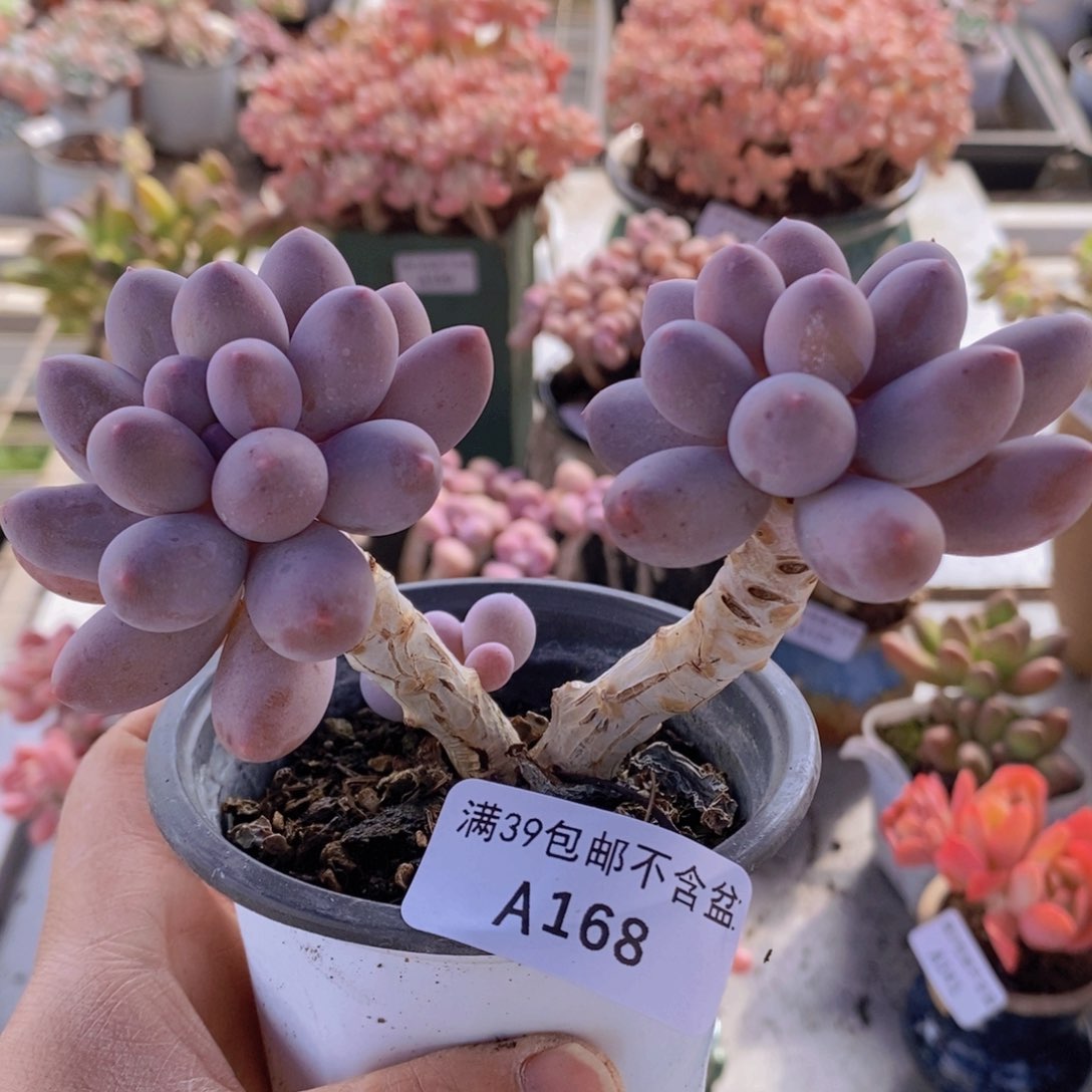 汤圆老桩168多肉植物