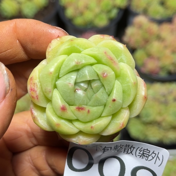 编外008麦秆女王