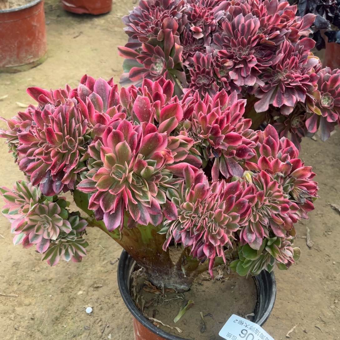 106雅典娜缀化多肉植物法师