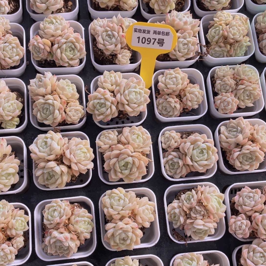 1097号 白月影群生不包整2个