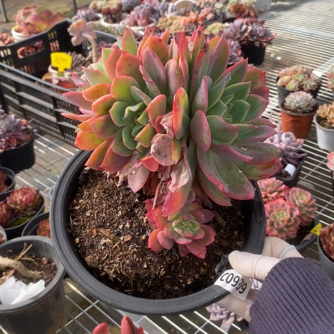 9309绮罗仙子一物一拍