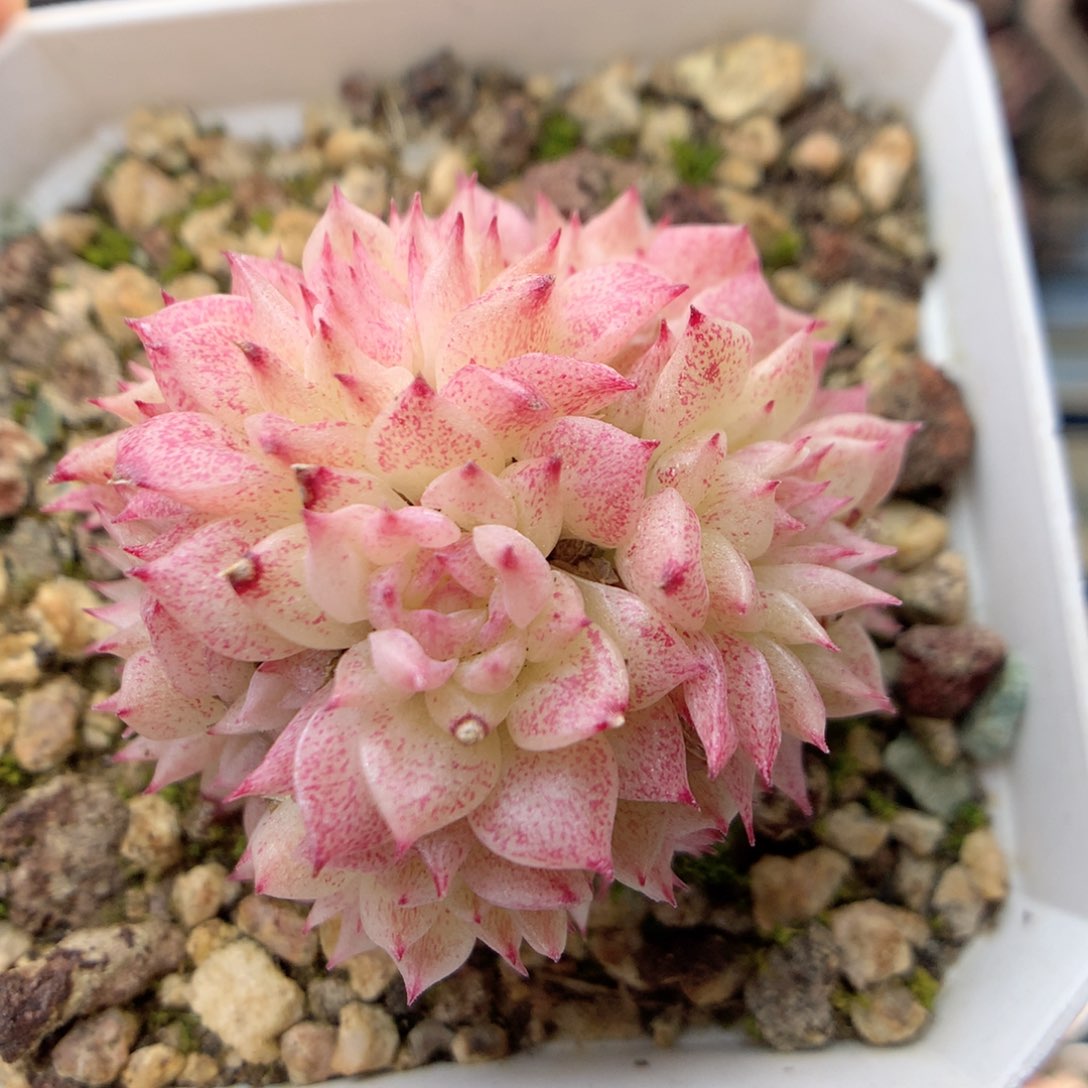 G117 ，20包邮两天凑单偏远不发货