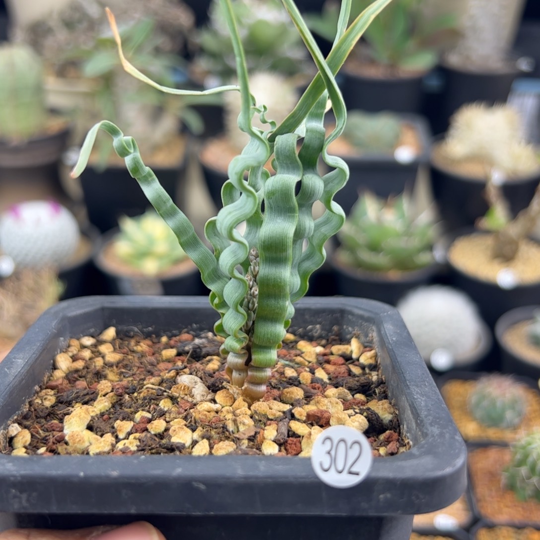 海带弹簧草一物一拍302