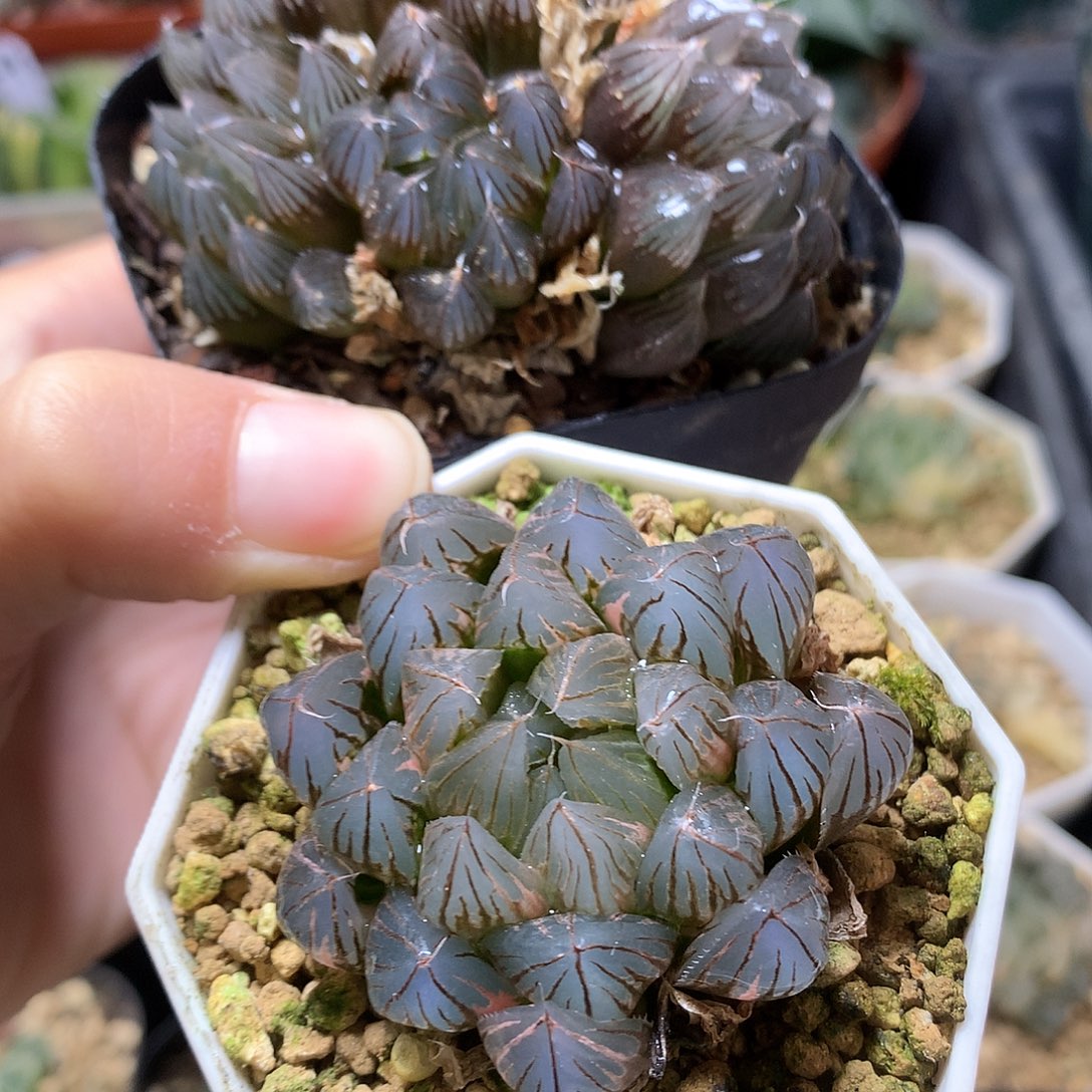 玉露锦带盆土lllook