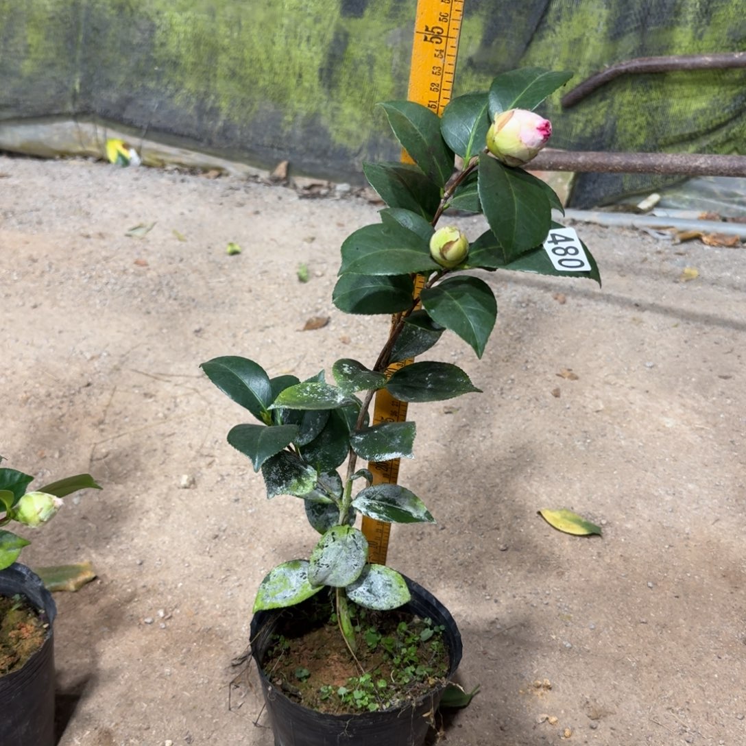 少量花朵（建议范围：2朵-5朵 或40%以下）480宽彩带