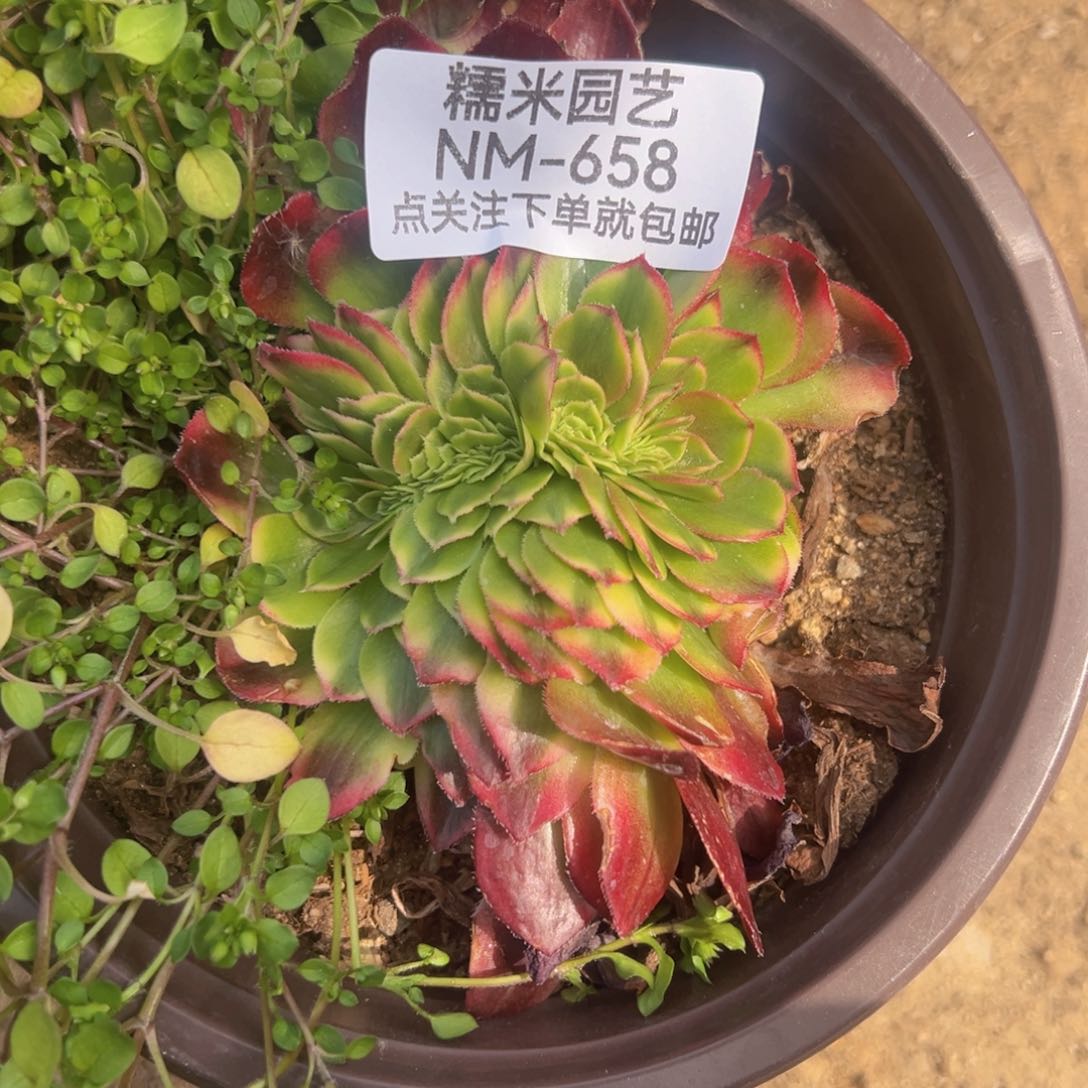 雨荷缀多肉植物658