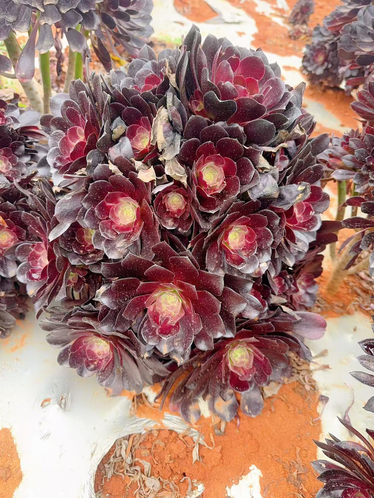 地栽欧紫法师 精品多肉 新手好栽 好养 云南昆明发货