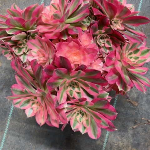 多肉植物粉女巫锦