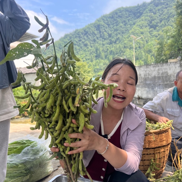 【毛豆  顺丰包邮】湘西凤凰本地新鲜毛豆不带杆  现摘现发