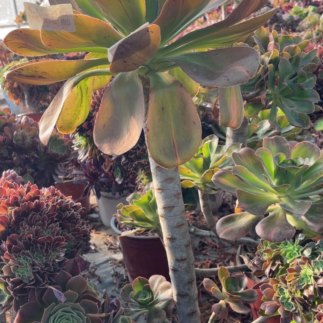 58燕姿中斑多肉法师