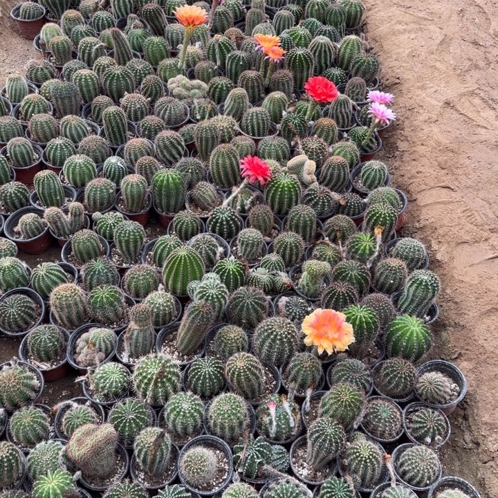 随机发俩仙人球带根摘花