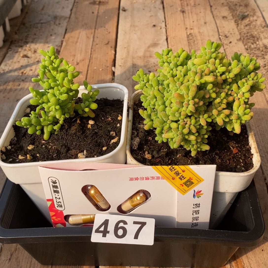 枝干番杏多肉植物467