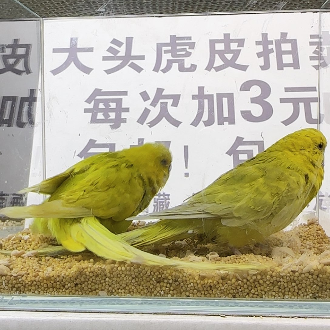 虎皮鹦鹉大头鹦鹉