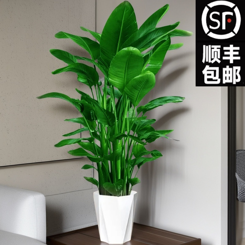 【顺丰包邮】1.4-1.6米天堂鸟望鹤兰大型室内好养耐活净化空气绿植