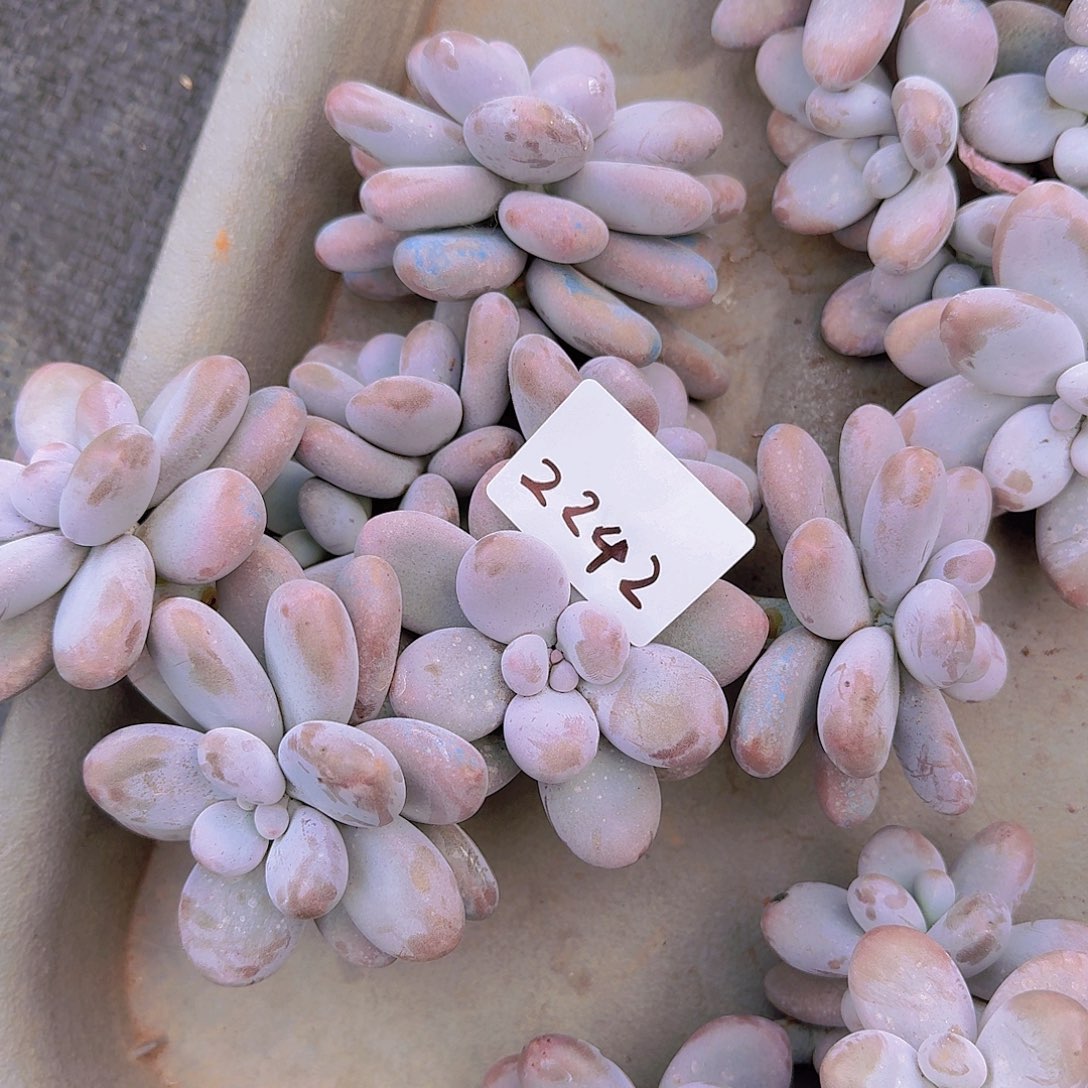 杰***同2243奶杂交多肉植物