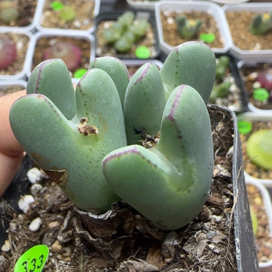 20包邮）4头将多肉植物333