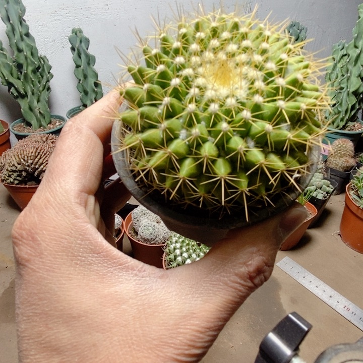 大号金阳丸仙人球