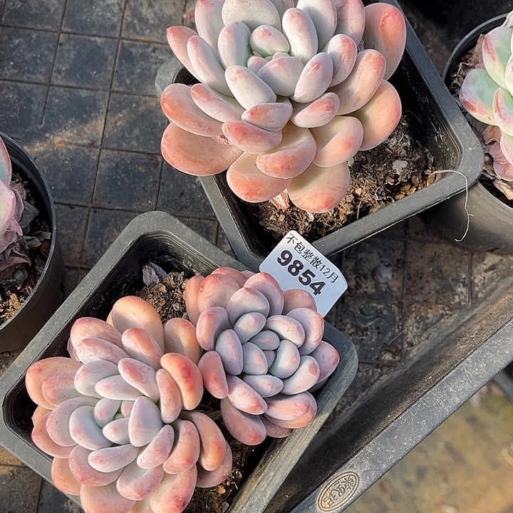 阿雅园艺。       9854香水两颗