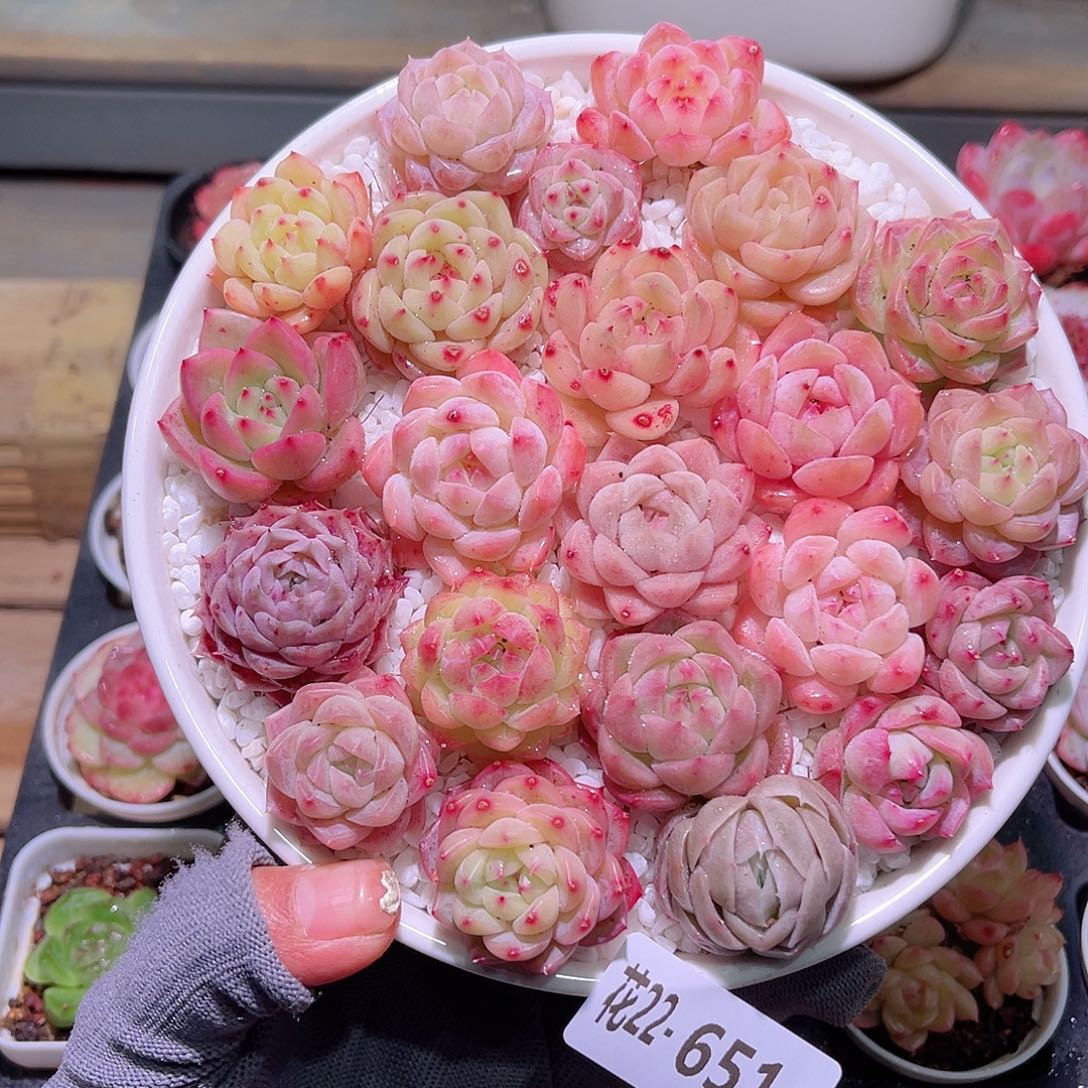 花22-651拼盘➕花盆➕土➕铺面石