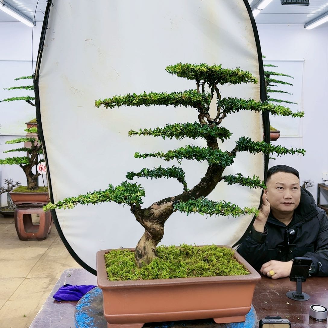 盆景欢迎大家一起来捡漏