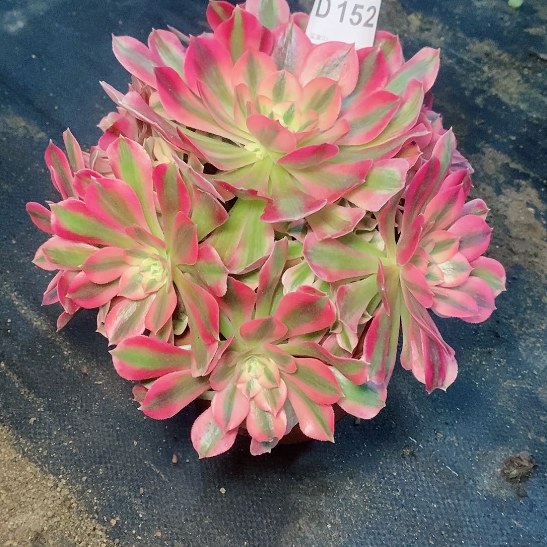 粉女巫152多肉111111