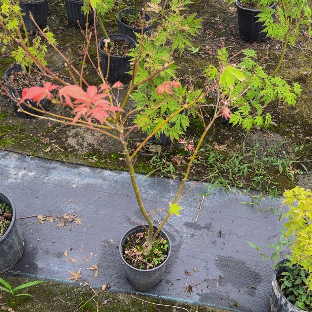 无花朵各种各样的品种风